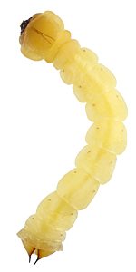 Hypocisseis suturalis, PL3458A, larva, SE